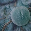 Razor Coral, detail 