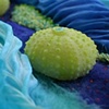 Sea Urchins, detail of cold cast glass