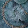 Razor Coral, detail