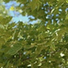 tree decor