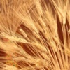 Wheat
