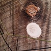 ''Symmetry In Nature"
(#10E)