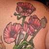 Fleurs et feuilles