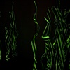 Becoming Formless (darkened view)
