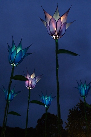 giant blue tulips