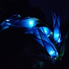 bluebell night