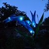 bluebell eve