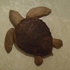 "Loggerhead Turtle"  Commissioned sculpture.