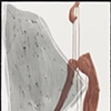 Moth Wing / Lily Remains