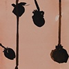 Winter Rosehips