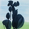 Lupine in landscape