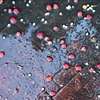 Wet Berries