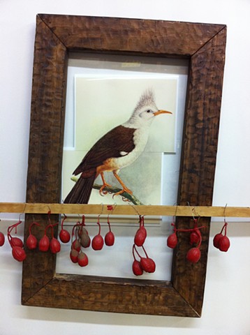 Water Kerner "EXTINCT Bourbon Crested Starling" (DETAIL) painting