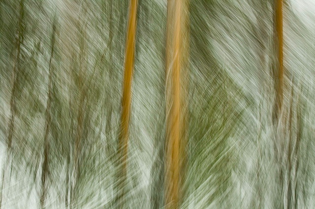 Pine trees with snow - camera motion blur