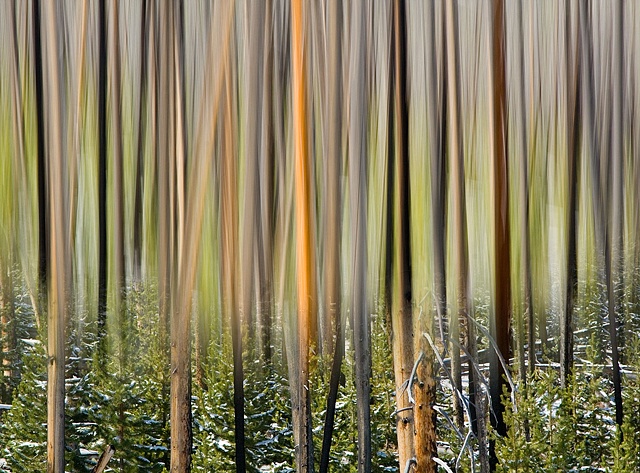 Pine trees with snow - camera motion blur