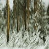 Winter Trees