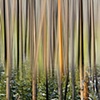 Forest Dreams