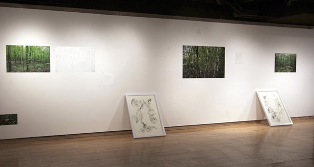 Graphite drawings of a forest by Regan Golden, Regan Golden-McNerney