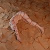 Crustaceo