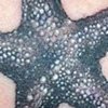 Starfish Tattoo 2012