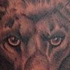 Lion Tattoo 2012