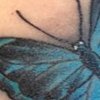 Butterfly 2013