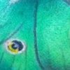 Luna Moth tattoo