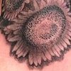 Sunflowers 2013