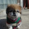 Custom knit dog sweater, 12 inch length