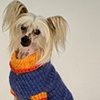 Sweaters for Sale, and Show Appearances