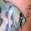 angelfish
