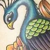 rib peacock