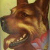 DOG HEAD