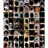 Wedding Heads