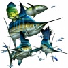 Fins