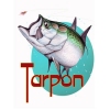 tarpon 3