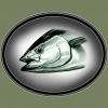 Ahi