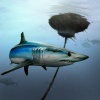 Mako Buoy