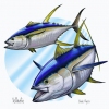Yellowfin (JC Penney)