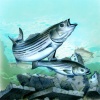 Artificial Reef