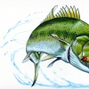 Bass