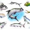 Fish flash 2
