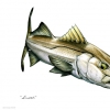 Snook