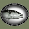bluefin 350
