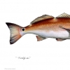 Redfish