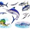 fish flash 1