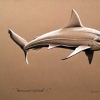 Hammerhead