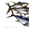 Atlantic Hat Trick