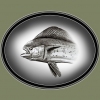 dolphin