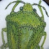Southern Green Stink Bug Brooch